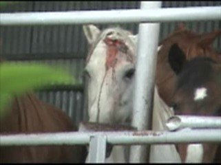 horse at slaughterhouse