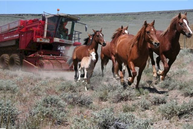 horse harvesting