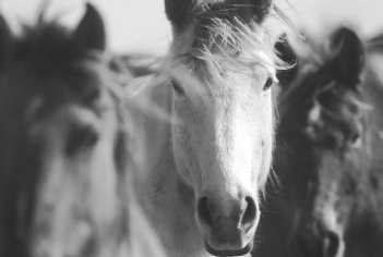 Photos by MICHAEL MULVEY/DMN