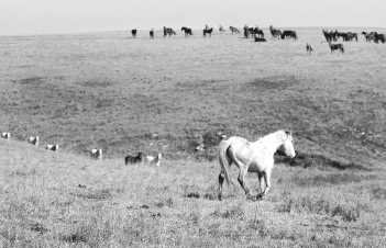 Photos by MICHAEL MULVEY/DMN